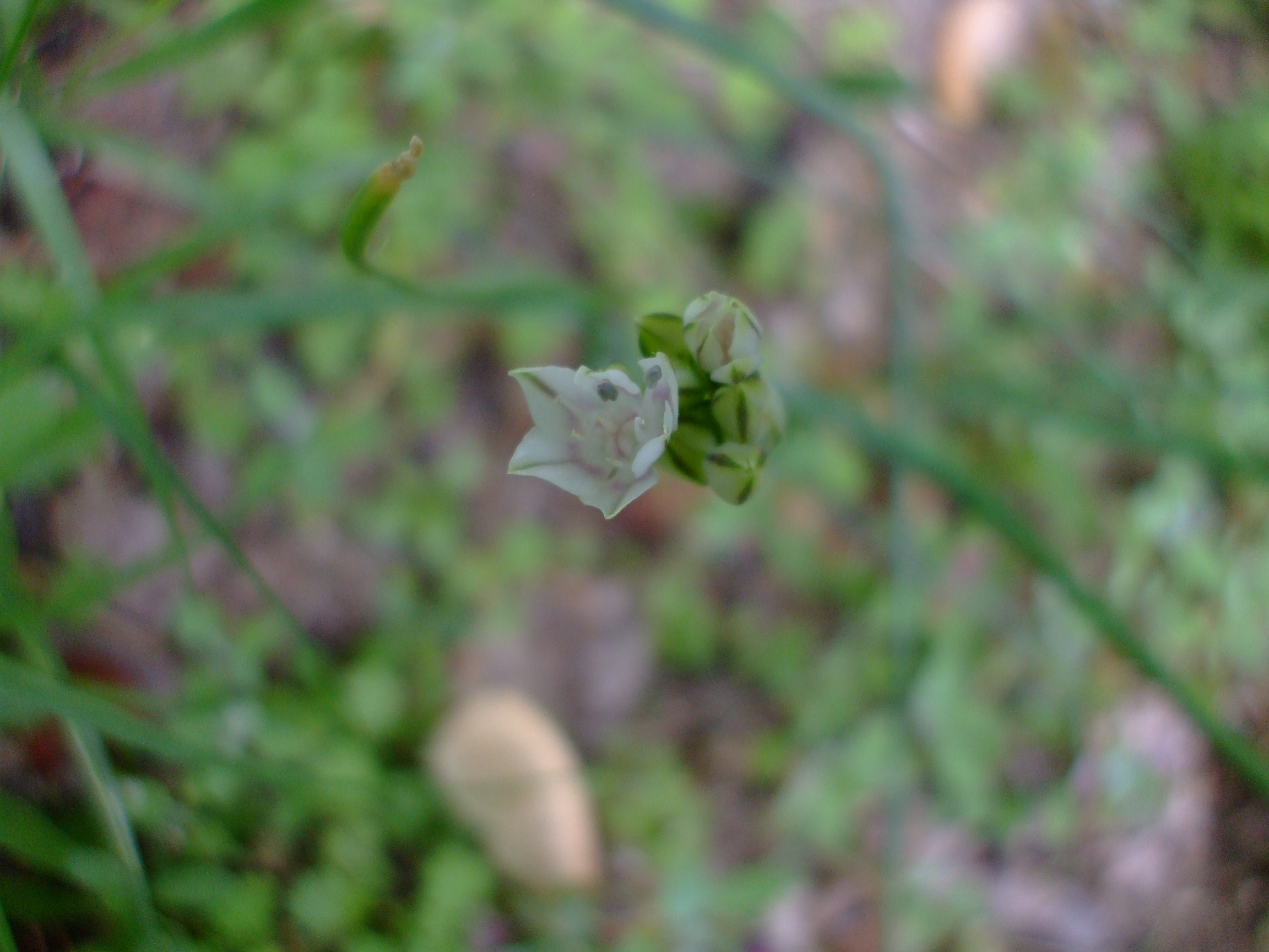 Allium haematochiton